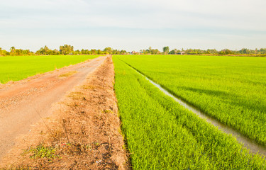 From the beginning of rice grains