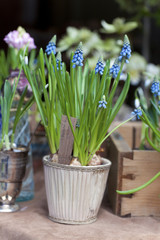 First Blue Springs flowers (Muscari) in a pot