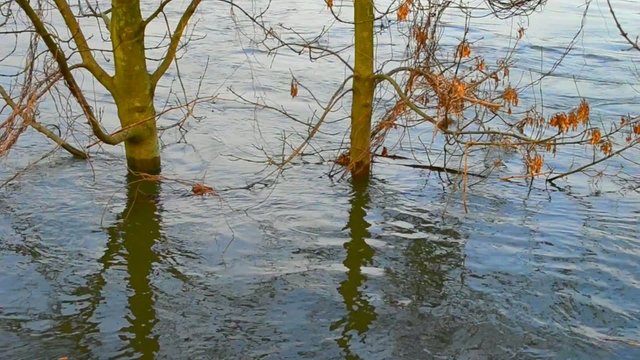 B&auml;ume unter Wasser