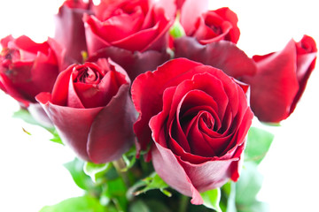 red rose