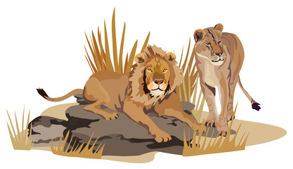 African Lions
