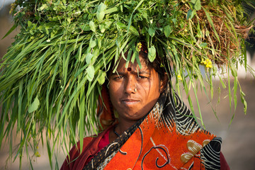 Indian villager woman carrying green grass - obrazy, fototapety, plakaty