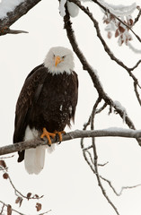 Bald eagle perched on branch