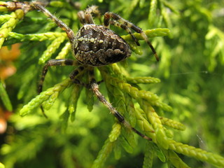 The European garden spider or cross orb-weaver