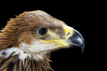 Young imperial eagle (Aquila heliaca)