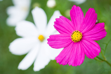 ピンクと白のコスモスの花