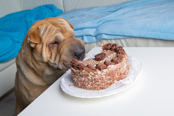 sharpei dog with cake
