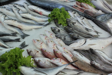 display of Fresh Fish on ice at the fishmonger