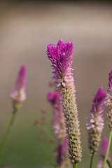 Fototapeta premium the purple grass flower,closup
