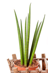 plants in the basket