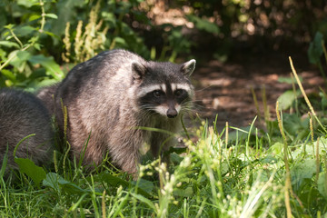 Racoon in Stanley Park, Vancouver, Canada