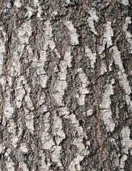 larch bark texture