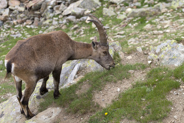 Ibex eating