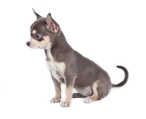 Chocolate and white Chihuahua puppy, 8 weeks old, standing in fr