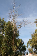 Obraz premium Nordzypern, Kyrenia, Girne