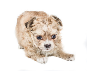 Chihuahua puppy on white background