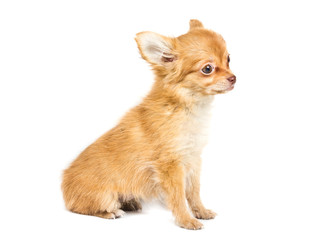 Obraz premium chihuahua puppy in front of a white background