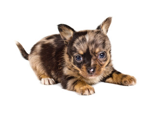 chihuahua puppy in front of a white background