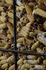 Naklejka premium Ears of corn drying in a corn crib with metallic fence