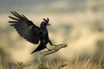 Cuervo aterrizando en la rama