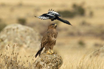 Ratonero y urraca