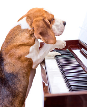 Dog Playing The Piano.