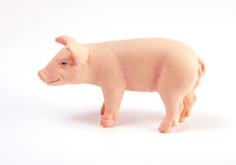 hausschwein © Hickendorf