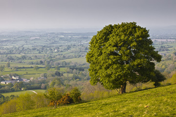 Obraz premium Single tree in Dorset