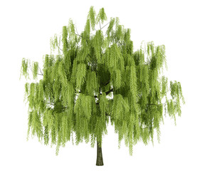 willow tree isolated on white background - obrazy, fototapety, plakaty