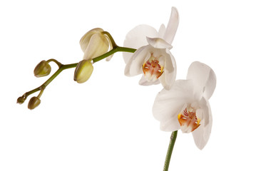 Fototapeta na wymiar orchid isolated