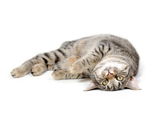 Cat laying down