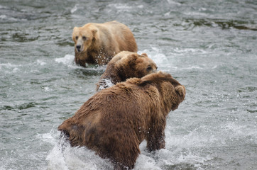 Alaskan brown bears fighting