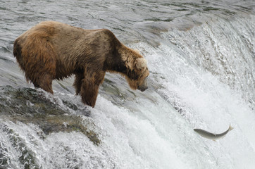 Alaskan brown bear