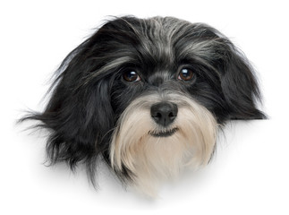 Beautiful havanese puppy dog head
