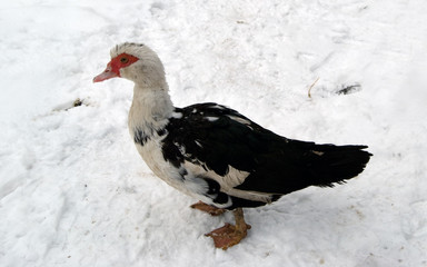 muscovy duck