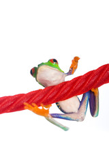 Colorful Red Eyed Tree frog on a licorice rope