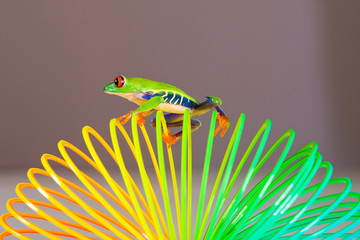 Colorful Red Eyed Tree Frog on a spring toy