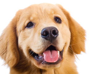 Happy golden retriever dog