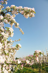 Apple garden blossom