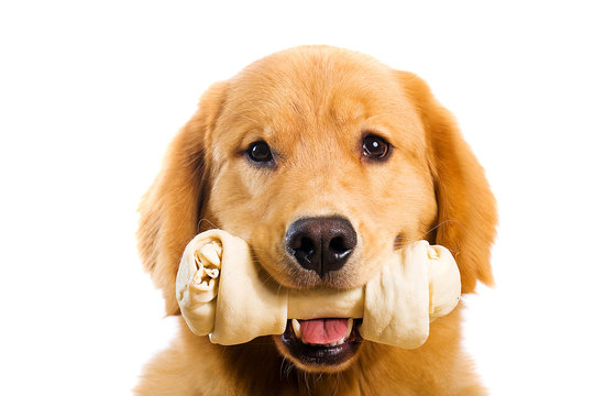 Golden Retriever dog with a bone