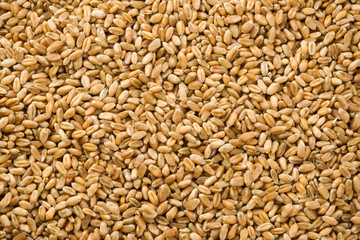 wheat grain as background
