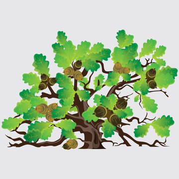 Big green oak tree with acorns vector illustration