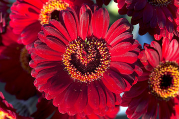 Red gerberas flowers