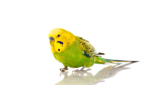 perruche sur fond blanc - reflet