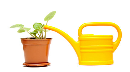 potted flower and  yellow watering can