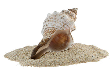Shell and sand closeup picture