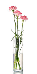 Beautiful carnations transparent vase isolated on white