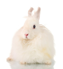 Fluffy white rabbit isolated on white