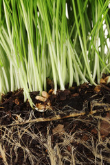 Green grass with the land closeup