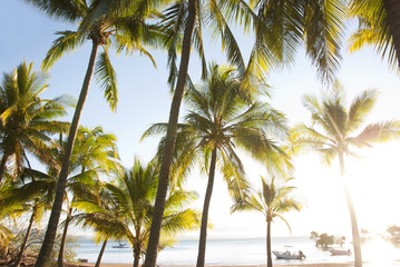 Fototapeta na wymiar Tropikalne palmy w zatoce z zakotwiczonych łodzi
